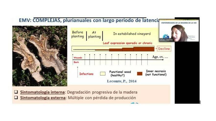 Un GO abocado a combatir las enfermedades de la madera de la vid en campo|agrozono 4 buena|diapo 2 o 1|diapo 3 idai|Un GO abocado a combatir las enfermedades de la madera de la vid en campo|Un GO abocado a combatir las enfermedades de la madera de la vid 
